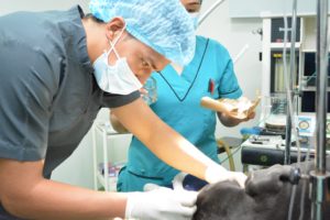 Estudiar veterinaria: ¿Qué es la veterinaria?