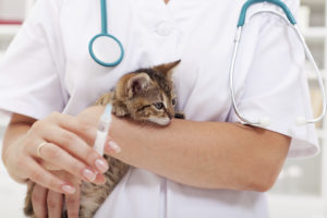 Estudiar veterinaria: ¡Una auténtica pasión!