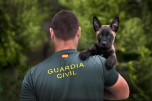Requisitos para ser Guardia Civil